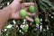 Small mangoes on researcher`s hand. Mangoes in tree. Green raw mango.