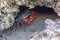 Small mangrove crab with red claws