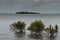 Small mangroves growing in the water