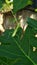 Small mantis in the papaya leaves