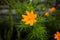 Small marigold flower with green background. Nature and environment concept. Flower background