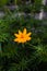 Small marigold flower with green background. Nature and environment concept. Flower background