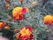 Small marigold flowers