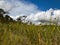 small marsh pines, fragments of fuzzy grass in the foreground