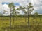 Small marsh pines, fragments of fuzzy grass in the foreground