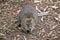 This is a  small marsupial called a quokka