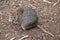 This is a small marsupial called a quokka