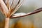 Small masked frog on reed, Maroantsetra, Madagascar wildlife