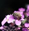 Small Mason bee feeding on wallflower plant