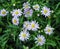 Small Mauve Daisy Like Flowers