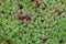 A small meadow overgrown with moss that looks like an exotic plant, with drops of dew