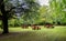 A small meadow with red tables and benches for family picnics in Hazlehead park, Aberdeen, Scotland