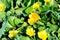 Small meadow yellow flowers in a green grass