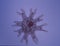 small medusa jellyfish under the microscope