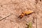 Small medvedka or mole cricket on the on cracked ground. Close-up or macro photography. Sunny summer. Scary insect