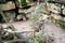 Small meerkat looking out from behind a cluster of shrubs in front of a rocky enclosure