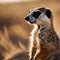 a small meerkat is looking out over a field