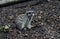 Small meerkat perched atop a sandy terrain, surveying its surroundings