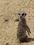 Small meerkat. photo