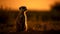 Small meerkat watching sunset, alertness in focus generated by AI