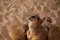 Small meerkats family