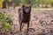 Small melancholy red brown dog mongrel stands on the ground at a middle of abandoned park.