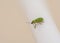 Small metallic green beetle on a white clothesline bar in the garden