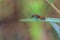Small Milkweed Bug 33473