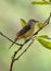 Small Minivet female bird