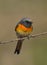 Small Minivet male bird