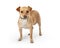 Small mixed breed dog calm isolated