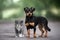 Small mixed breed dog and fluffy kitten posing outdoors