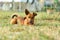 Small mixed breed dog on a green meadow. Age almost 2 years. Dog school, veterinarian and pet concept