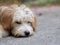 Small mixed breed homeless stray dog with long dirty hair