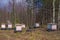 A small mobile apiary stands temporarily in a suburban forest without movement.