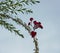 Small model roses attached to a branch