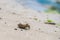 Small mollusk hermit crab on a beach