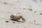 Small mollusk hermit crab crawling out of shell