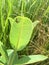 Small monarch butterfly caterpillar eats milkweed plant leaf in the sun