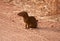 Small mongoos sitting in the dirt road