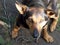 A small mongrel dog chained on a large metal chain. Dog portrait, close-up