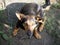 A small mongrel dog chained on a large metal chain. Dog portrait, close-up