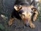 A small mongrel dog chained on a large metal chain. Dog portrait, close-up