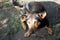 A small mongrel dog chained on a large metal chain. Dog portrait, close-up