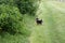 Small mongrel dog tongue on top portrait on lawn