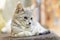 A small, mongrel gray tabby kitten lies on the couch