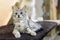 A small, mongrel gray tabby kitten lies on the couch