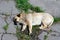 Small mongrel sleeps lying on its side on asphalt. Domestic dog lying in street basking under summer sun.