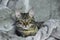 Small mongrel striped kitten is lying on a gray rug, calmly