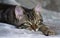 Small mongrel striped kitten is lying on a gray rug, sleepy